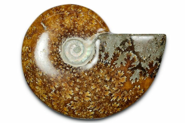 Polished Ammonite (Cleoniceras) Fossil - Madagascar #344289